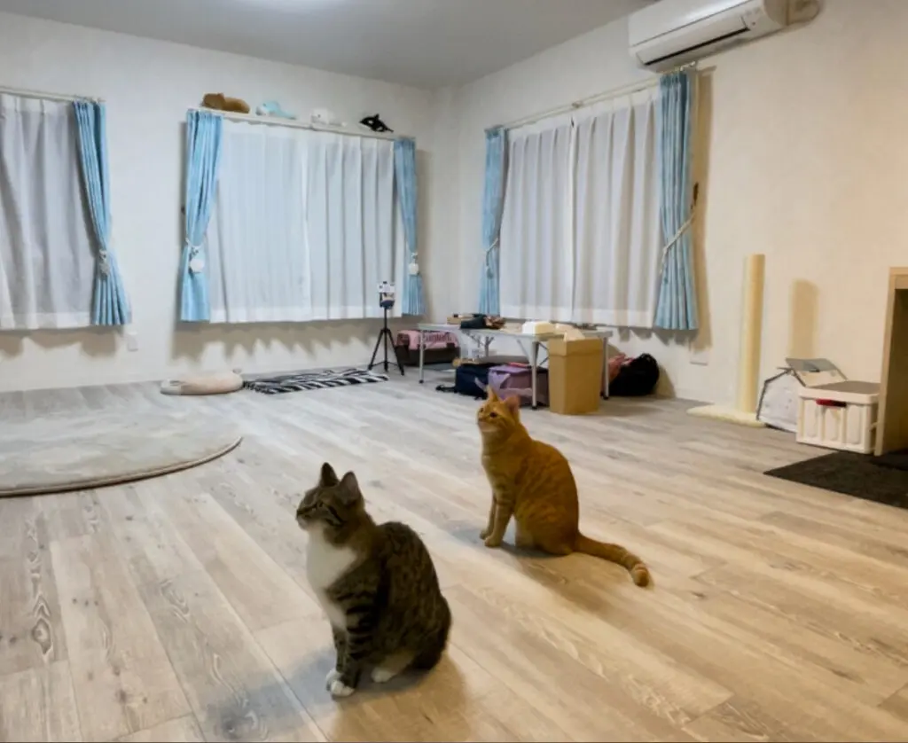 東京都 SATOMIさま 保護猫 - BRIDGE / Dolphin ＆ Dog Training 