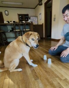 紙コップにオヤツを隠したエンリッチメント